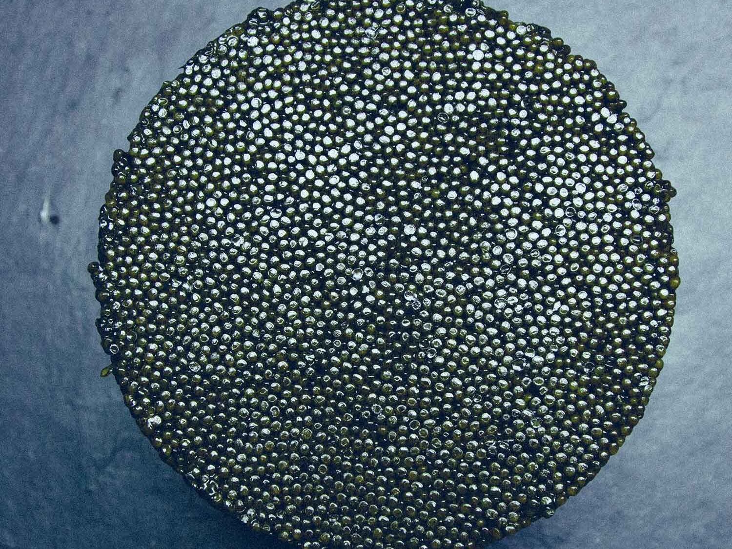 partner des hotel tortue hamburg aki altonaer kaviar import